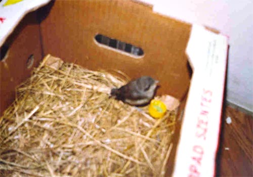 A kakukkfióka